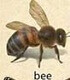 chú ong