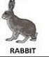 con thỏ