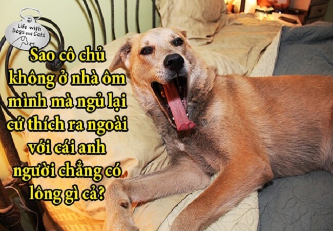 Hình ảnh chú chó đáng yêu