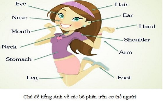Chủ đề về các bộ phận cơ thể con người từ vựng tiếng Anh lớp 2
