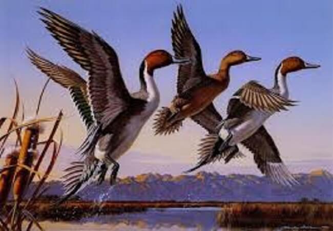 Chân vịt ngắn làm sao nối dài