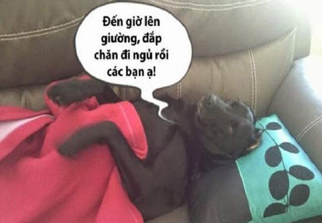 ảnh chế ngủ ngon