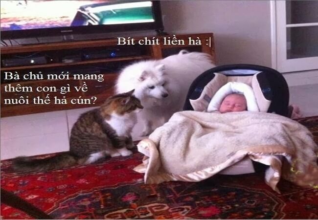 hài hước động vật