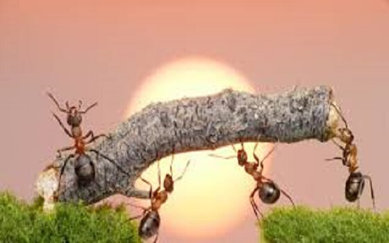 trên đường thành công không có dấu chân lười biến